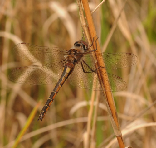 Female
2014_04_06_Wakulla_FL Female
2014_04_06_Wakulla_FL